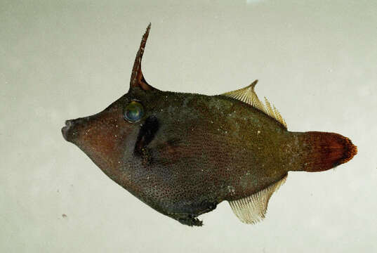Image of Blackbar Filefish