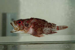 Image of Common scorpionfish