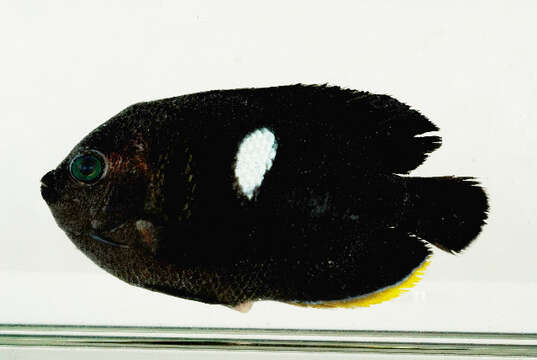 Image of Black Angelfish