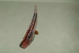 Image of Blackstriped combtooth blenny