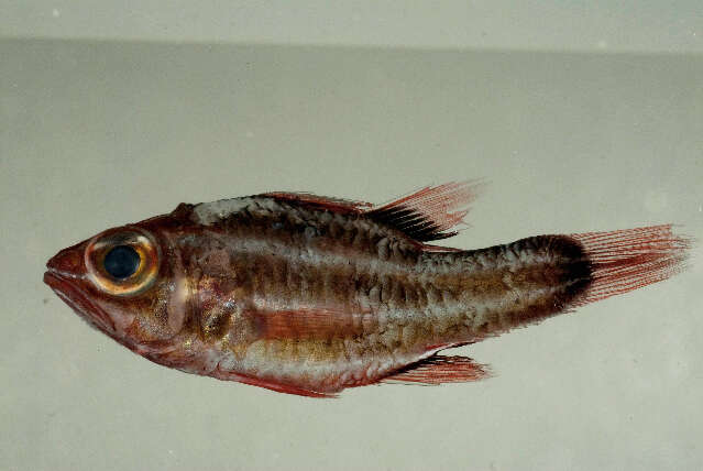 Image of Black-striped cardinalfish