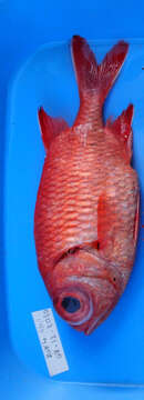 Image of Bigscale Soldierfish