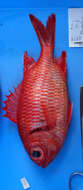 Image of Bigscale Soldierfish