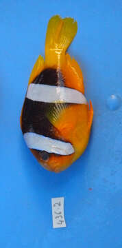 Image of Orange-fin anemonefish