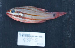 Image of Doederlein&#39;s Cardinalfish