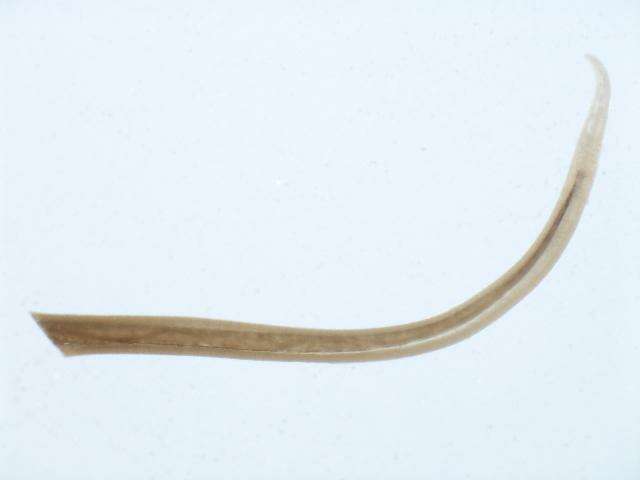 Image of <i>Dracunculus lutrae</i>