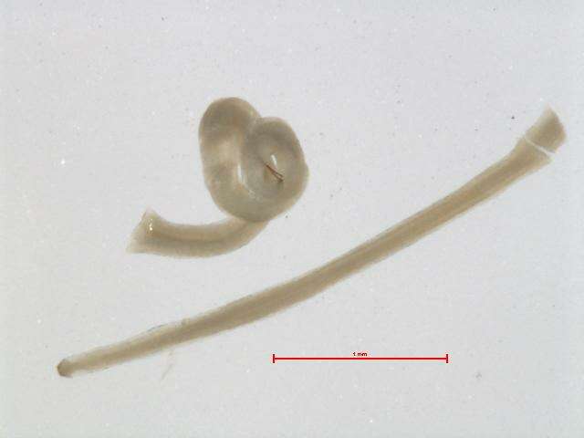 Image of Dracunculus lutrae
