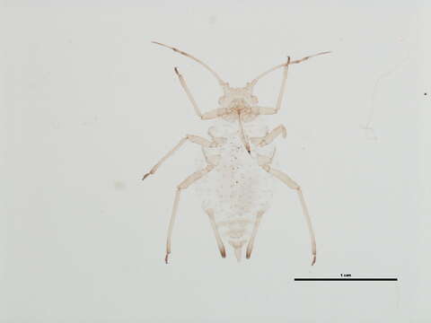 Image of Capitophorus hudsonicus Robinson 1979