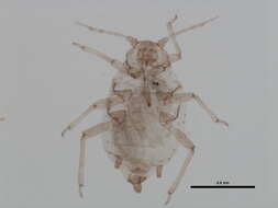 Image of Aphis (Aphis) madderae Robinson 1979