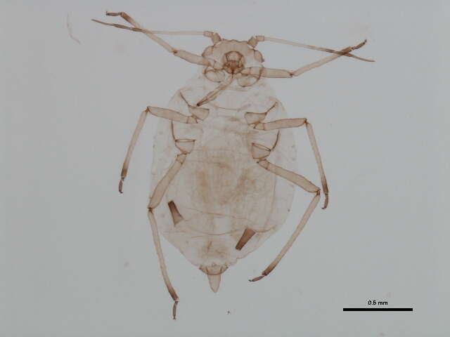 Image of Aphis (Aphis) nivalis Hille Ris Lambers 1960