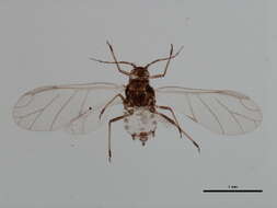 Image of Aphis (Aphis) madderae Robinson 1979