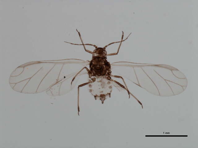 Image of Aphis (Aphis) madderae Robinson 1979