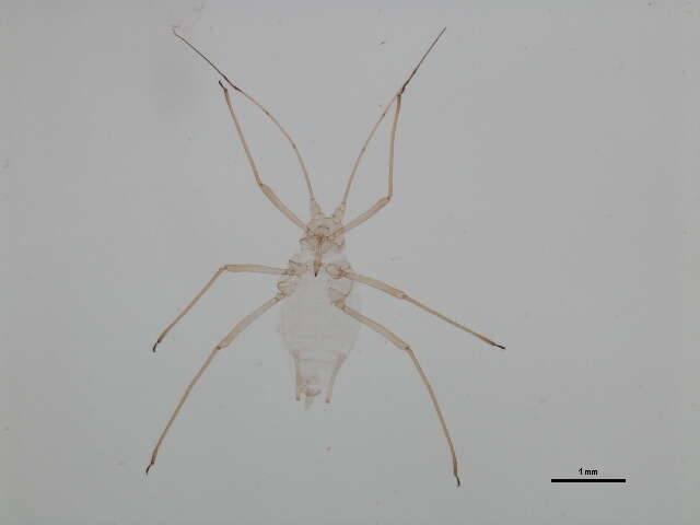 Image of <i>Illinoia goldamaryae</i>