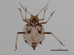 Image of Aphis (Aphis) masoni Richards 1963