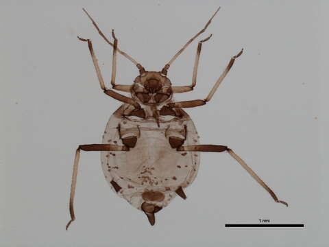 صورة Aphis (Aphis) masoni Richards 1963