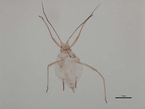 Plancia ëd Acyrthosiphon (Acyrthosiphon) churchillense Robinson 1979