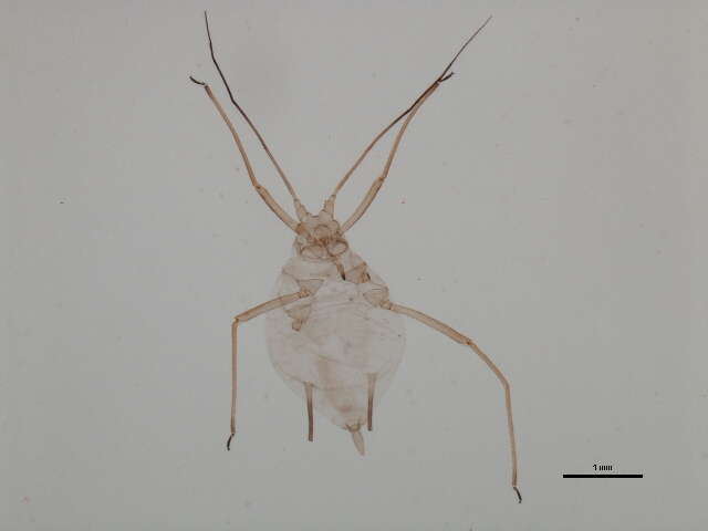 Image of Acyrthosiphon (Acyrthosiphon) churchillense Robinson 1979