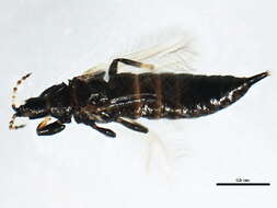 Image de Teuchothrips