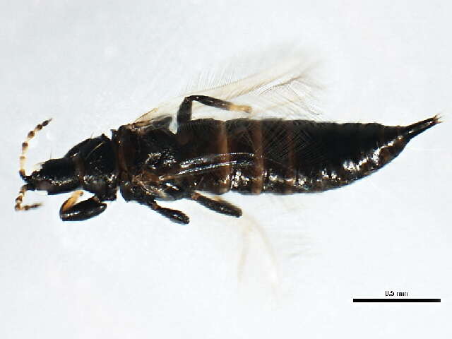 Image of Teuchothrips