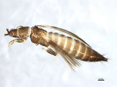 Image of Pezothrips