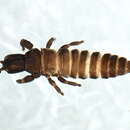 Strepterothrips resmi