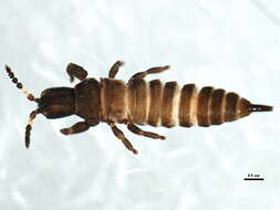 صورة Strepterothrips