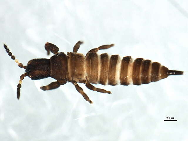 Image of Strepterothrips