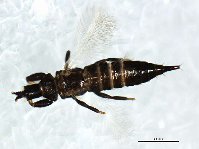 Image de Gynaikothrips