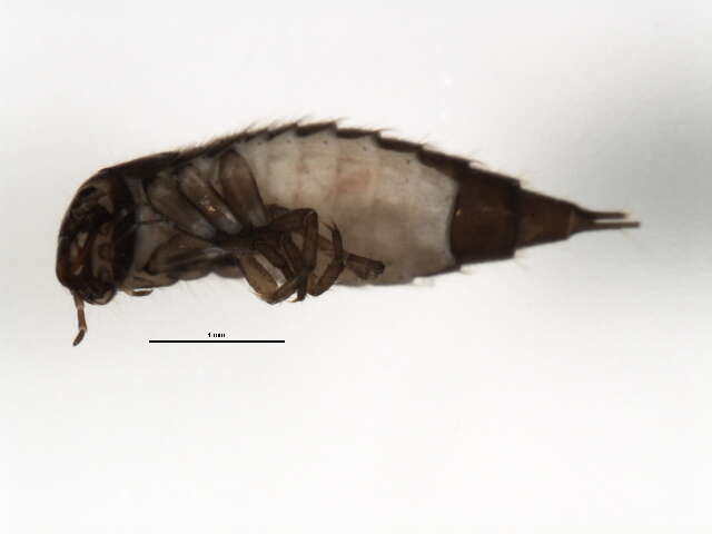 Sivun Hydroporus lapponum (Gyllenhal 1808) kuva
