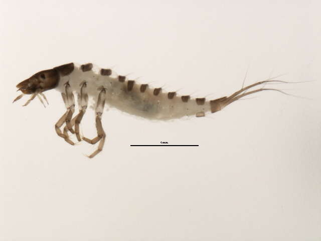 Sivun Hydroporus lapponum (Gyllenhal 1808) kuva