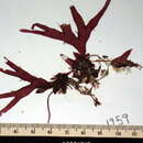 Image of Rhodymenia contortuplicata
