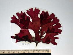 Image of Rhodymeniales