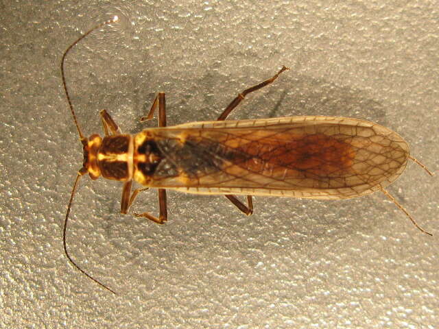 Image of Pteronarcyinae