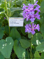 Слика од Stachys macrantha