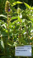 Image of large-flowered selfheal