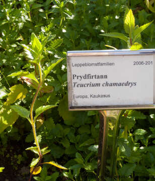 Слика од Teucrium chamaedrys L.