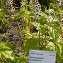 Image of Scutellaria rubicunda Hornem.