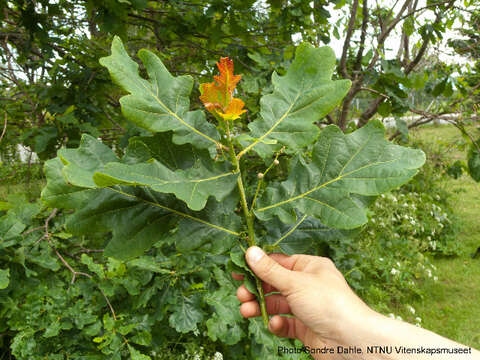 Image of Quercus cf. mongolica