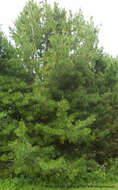 Image of Arolla Pine