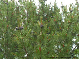 Image of Arolla Pine