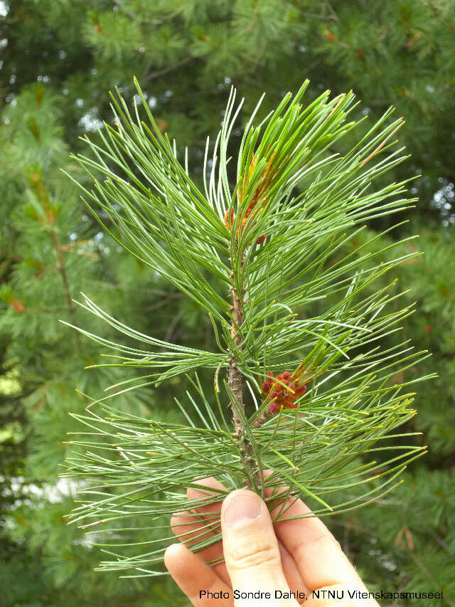 Image of Arolla Pine