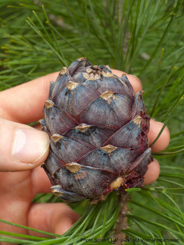 Image of Arolla Pine