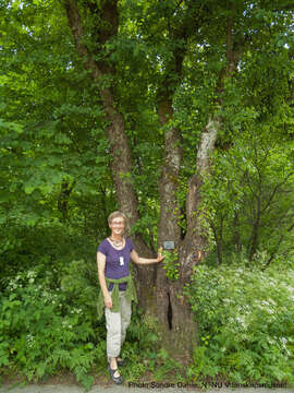 Imagem de Malus sylvestris Mill.