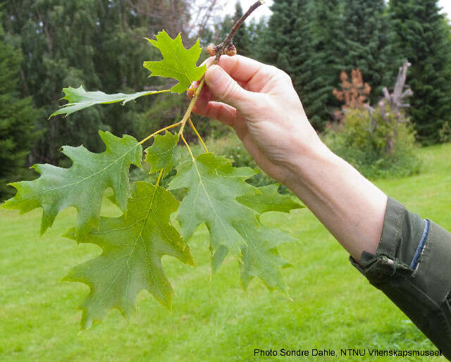 Image of White Oak