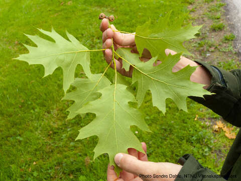 Image of White Oak