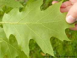 Image of White Oak