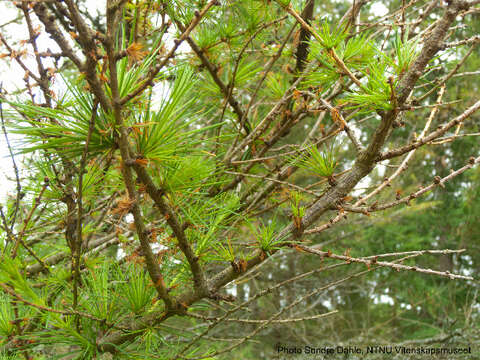 Image of Dahurian Larch