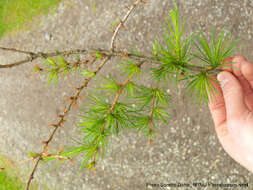 Image of Dahurian Larch