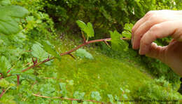 Image de Ribes cf. divaricatum