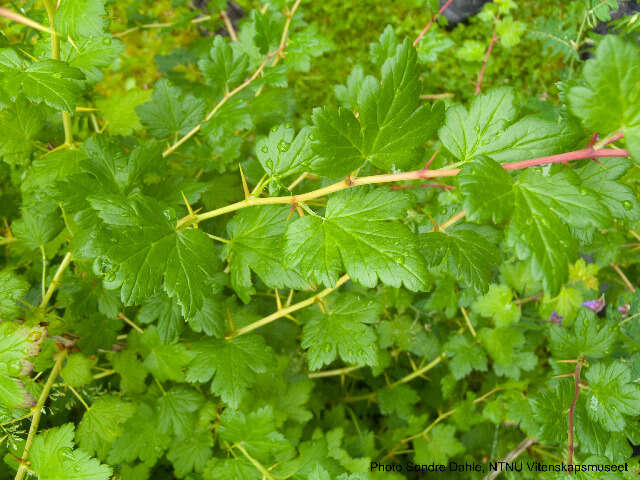 Image de Ribes cf. divaricatum